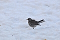 fieldfare, fieldfares, thrush-3